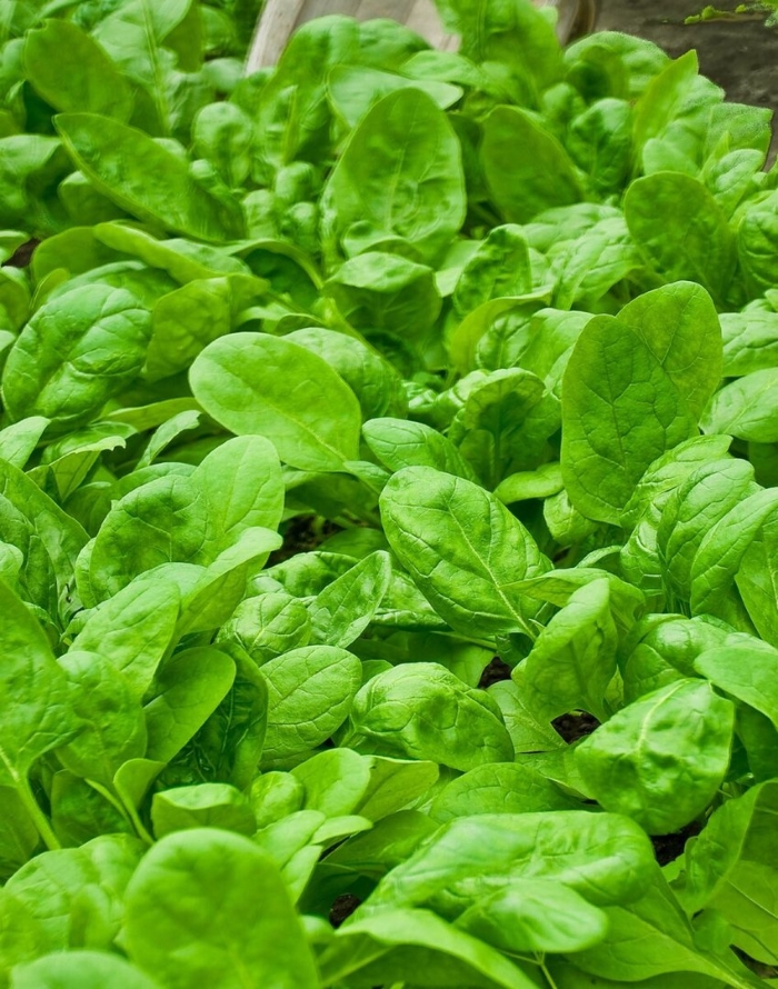 Шпинат утеуша