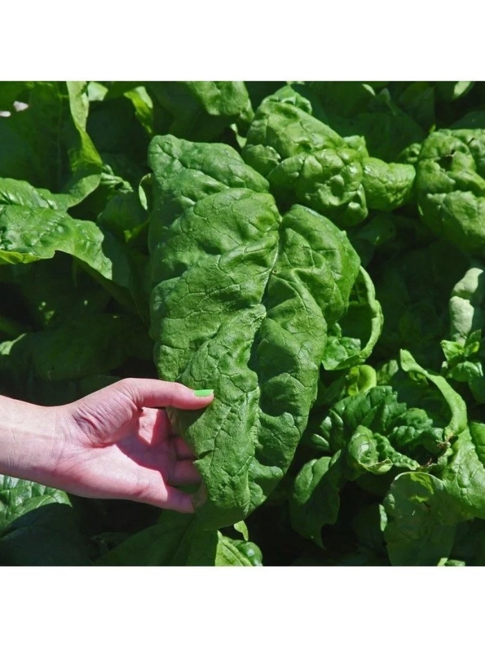 Шпинат сорт матадор