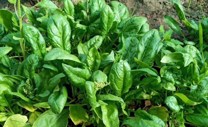 Шпинат гелиос