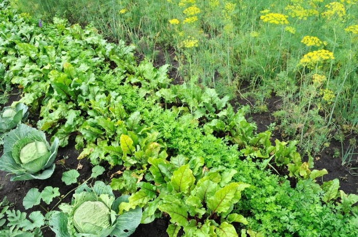 Рассада белокочанной капусты