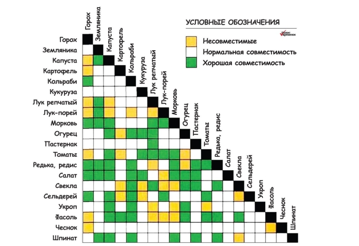 Таблица совместимости растений на огороде