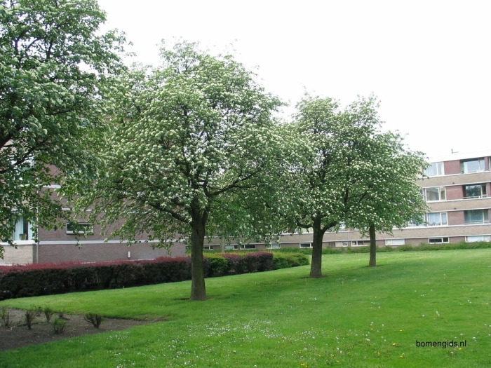 Рябина промежуточная шведская sorbus intermedia