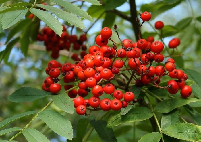 Рябина промежуточная sorbus intermedia