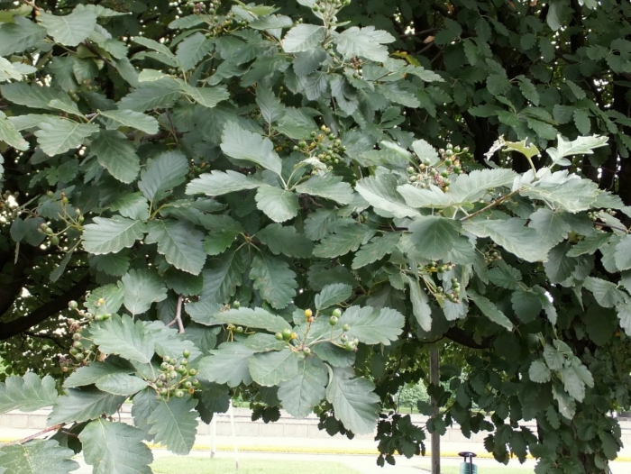 Рябина дуболистная