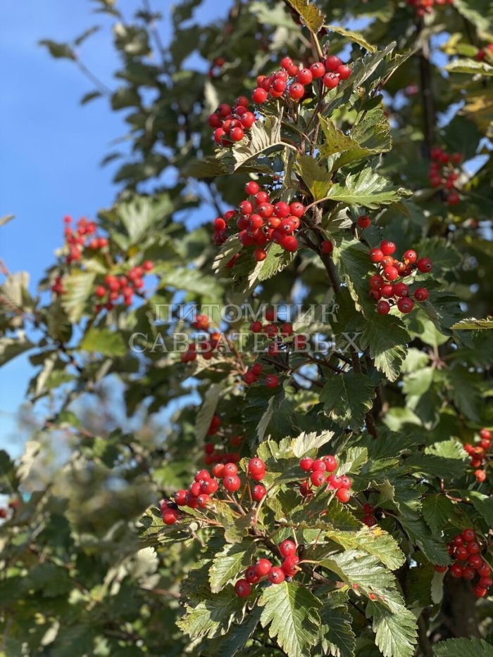 Рябина промежуточная sorbus intermedia mst