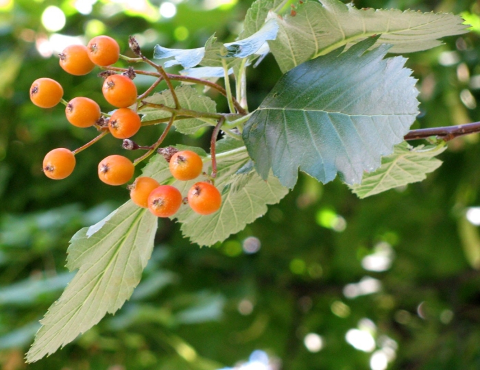 Рябина промежуточная sorbus intermedia