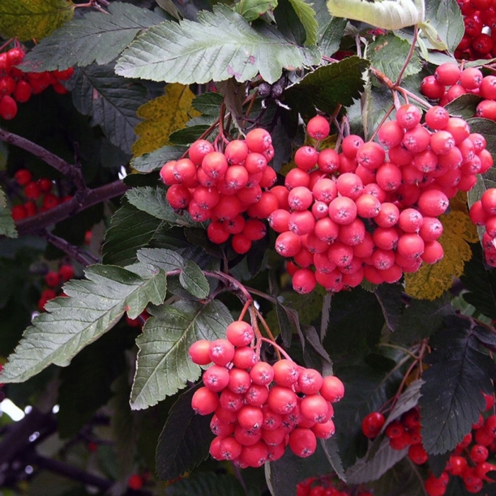 Рябина дуболистная