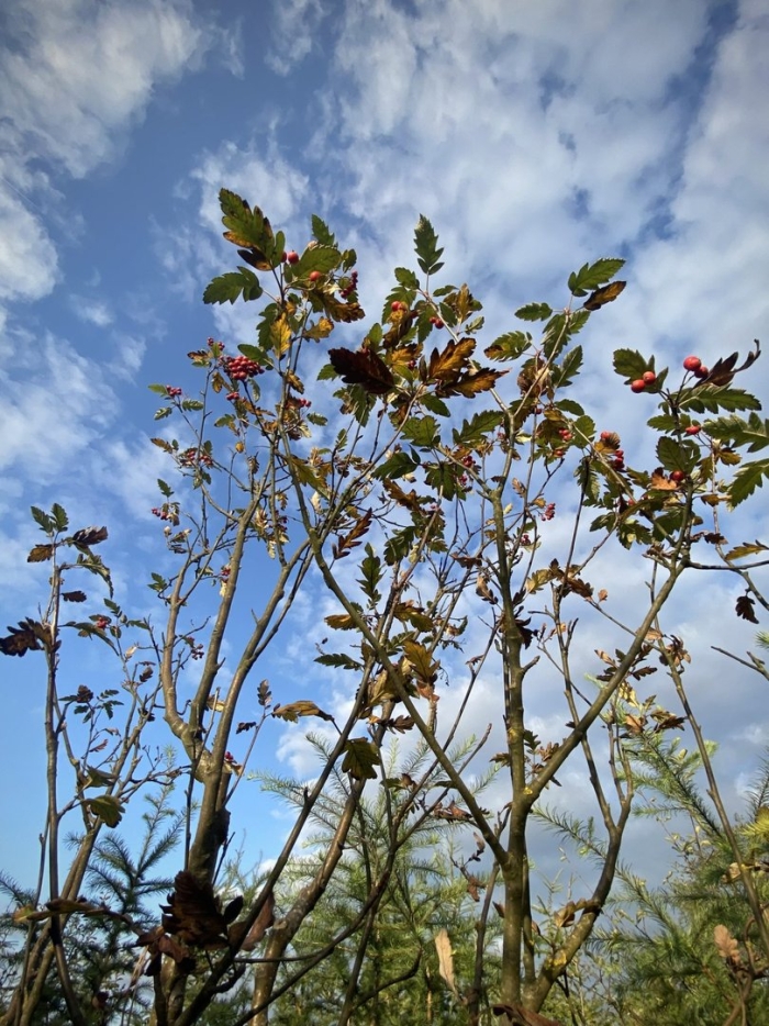 Обыкновенная рябина