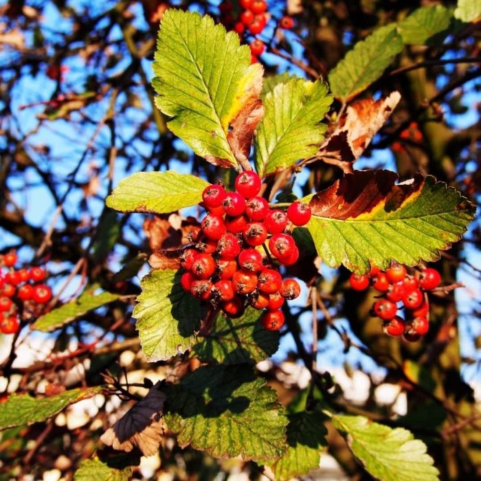 Рябина промежуточная шведская sorbus intermedia