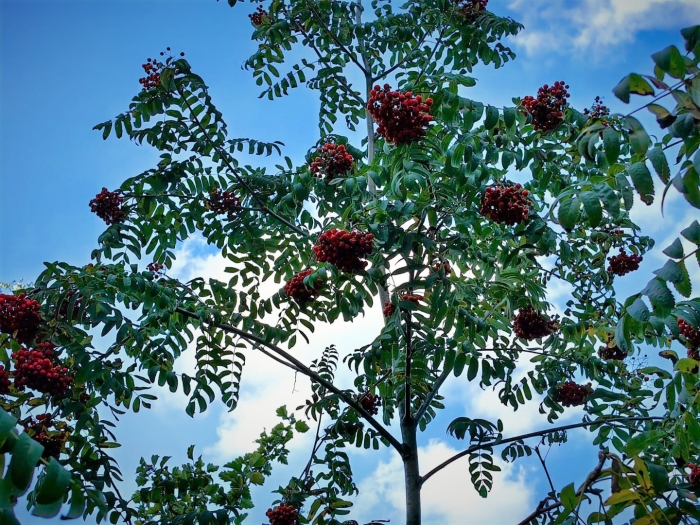 Рябина sorbus intermedia