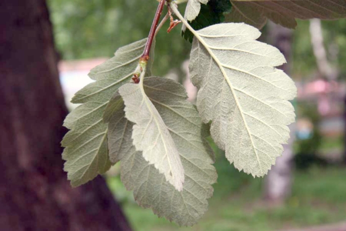 Sorbus intermedia листья