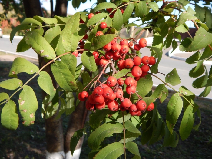 Рябина промежуточная sorbus intermedia