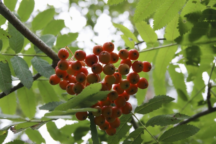 Рябина кустарниковая