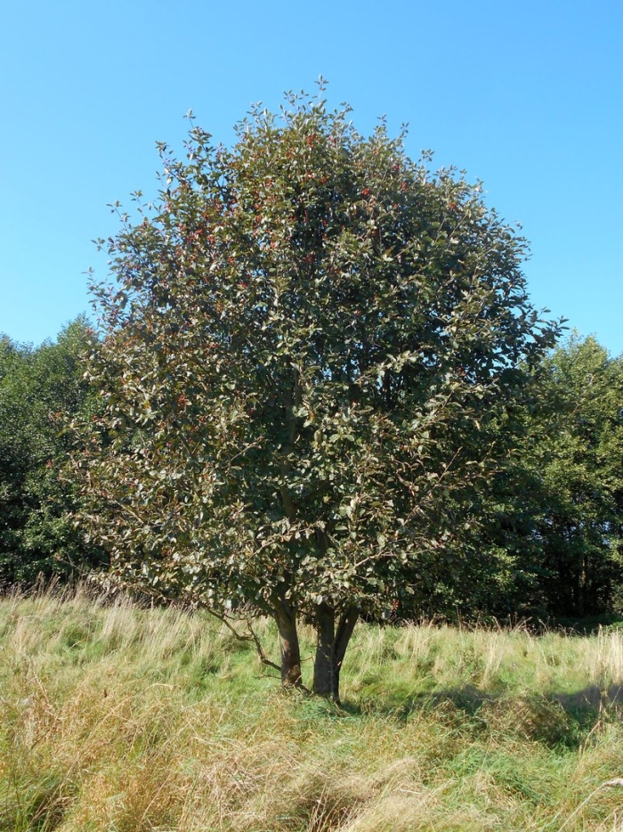 Sorbus intermedia
