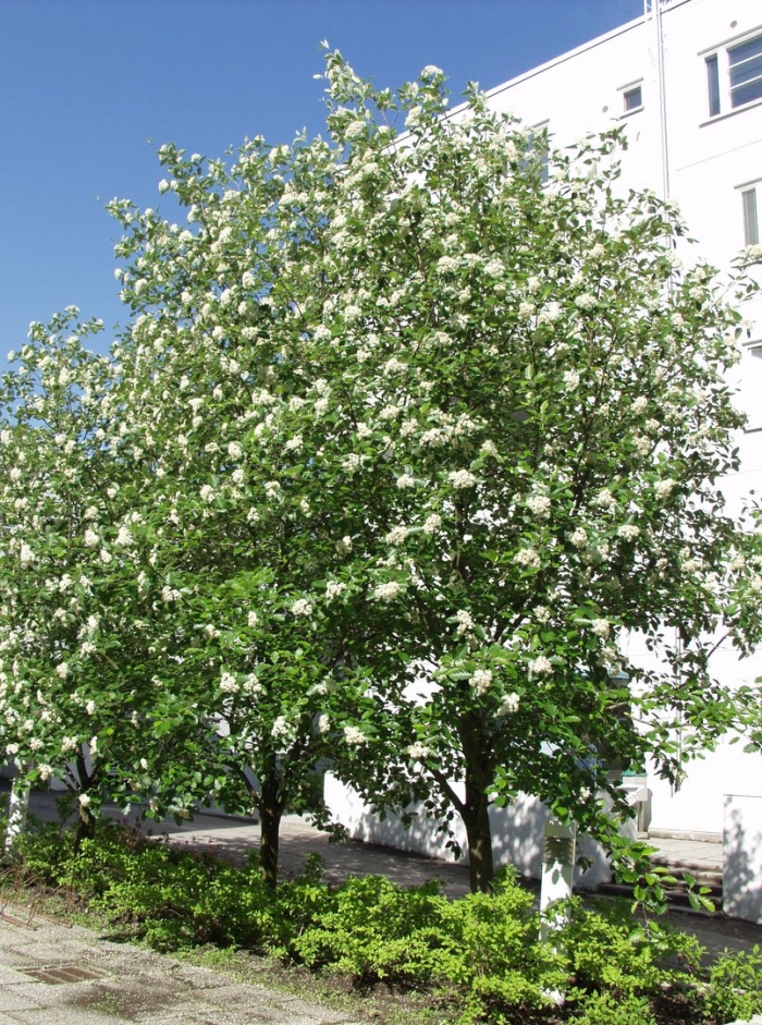 Черёмуха обыкновенная дерево