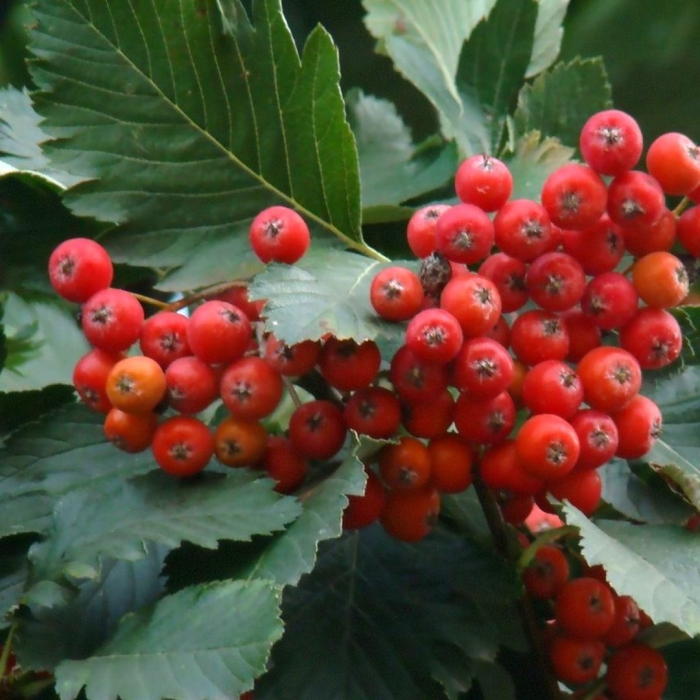 Рябина шведская падуболистная