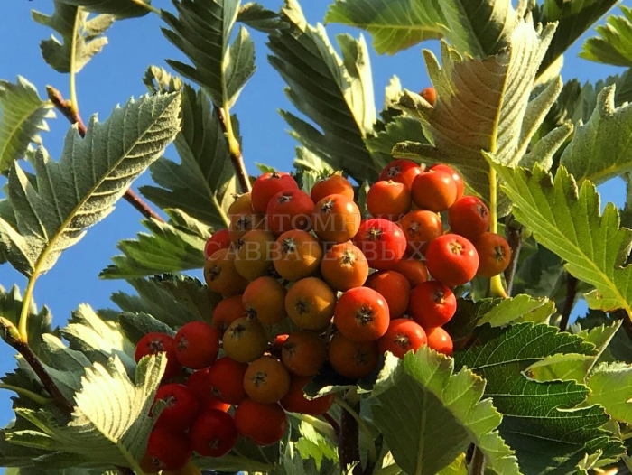 Рябина sorbus intermedia