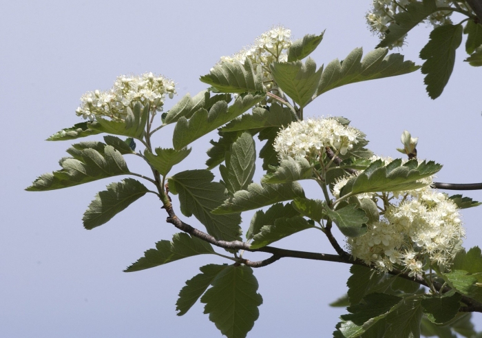 Sorbus intermedia 'brouwers'