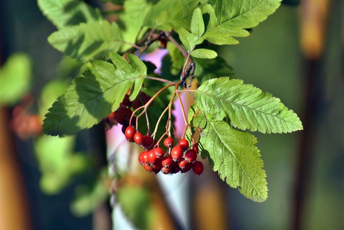 Рябина шведская дуболистная