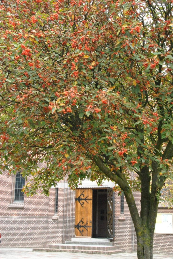 Рябина дуболистная тюрингская