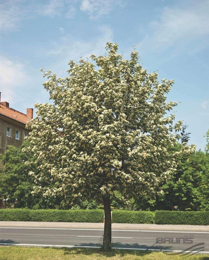 Рябина промежуточная sorbus intermedia