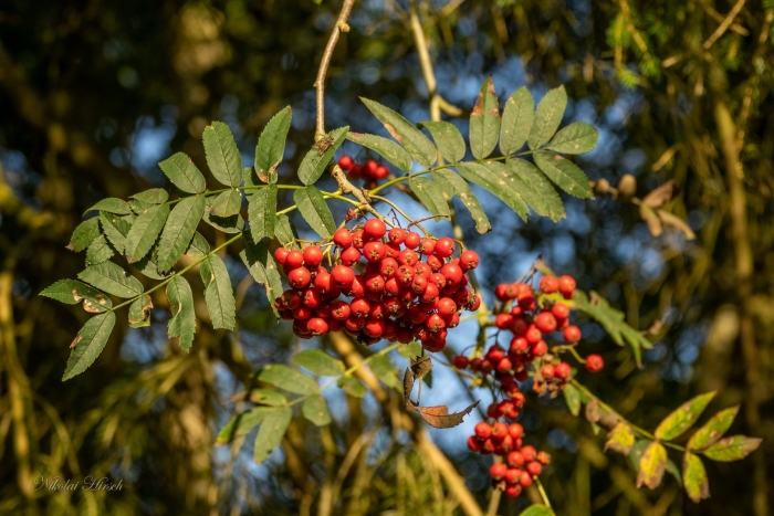 Рябина крупноплодная крымская