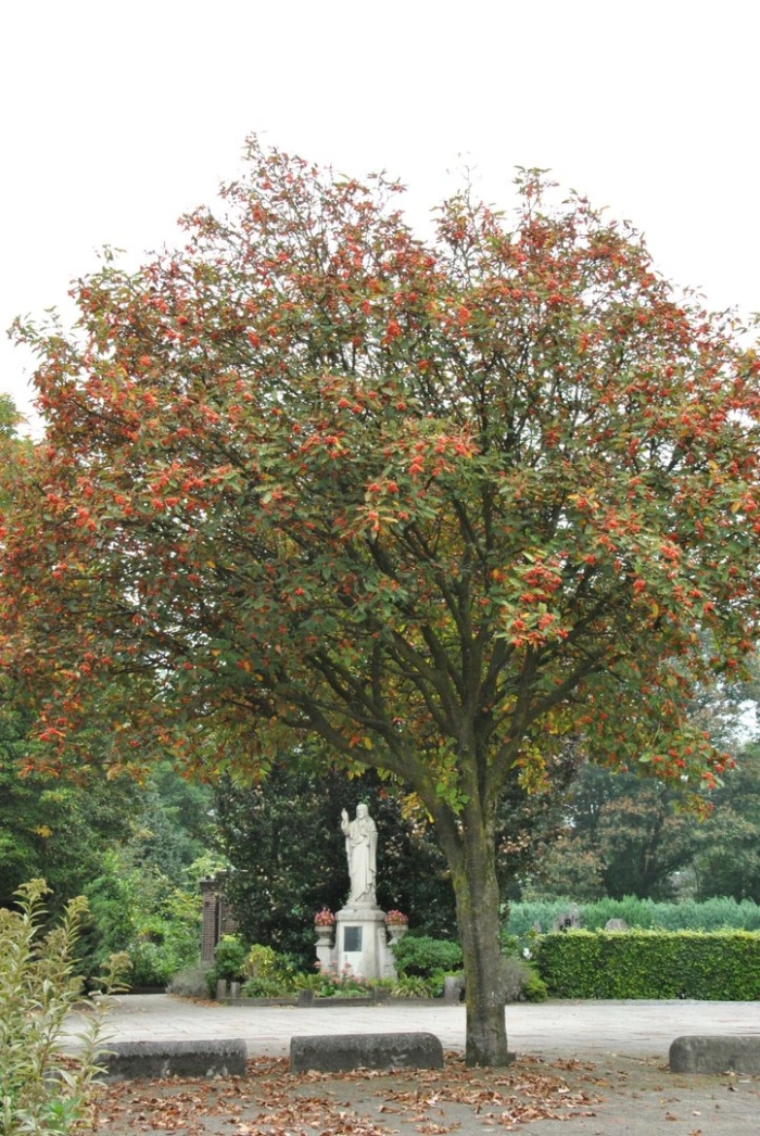 Рябина дуболистная тюрингская