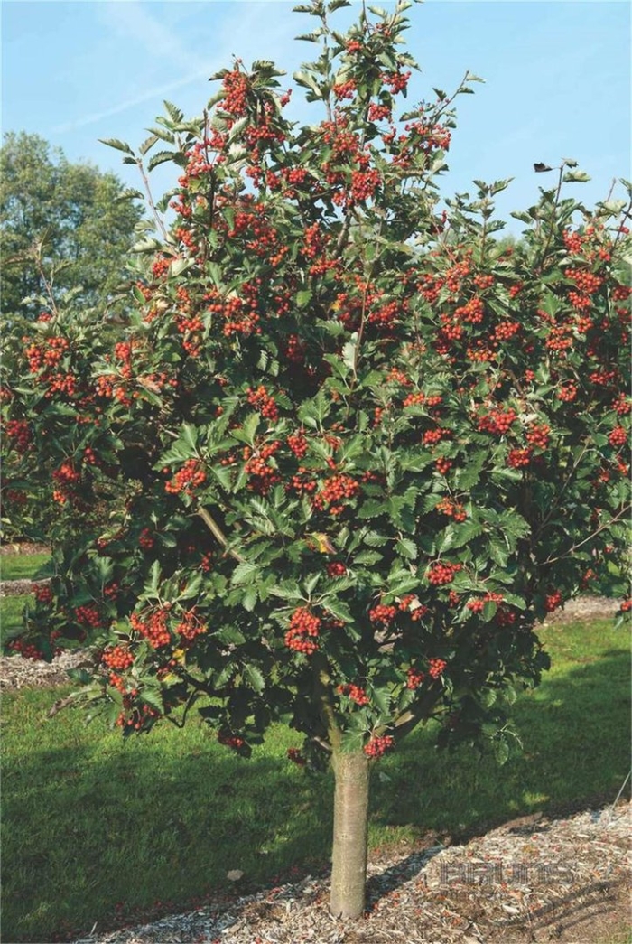 Sorbus 'miczurinskaja diesiertnaja' a