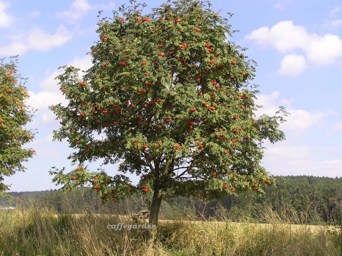 Рябина обыкновенная sorbus aucuparia