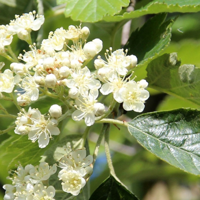 Рябина промежуточная шведская sorbus intermedia