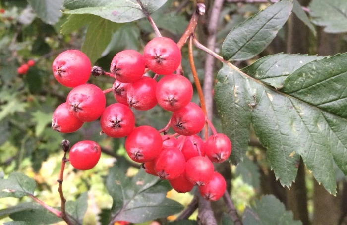 Рябина обыкновенная невежинская