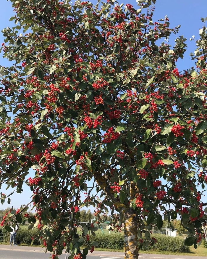 Рябина шведская промежуточная