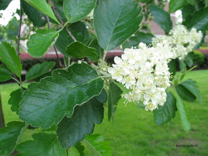 Sorbus intermedia 'brouwers'