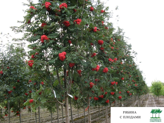 Рябина обыкновенная пендула