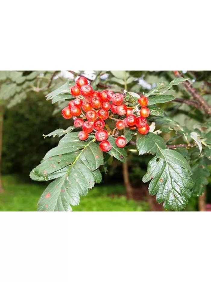 Рябина шведская падуболистная