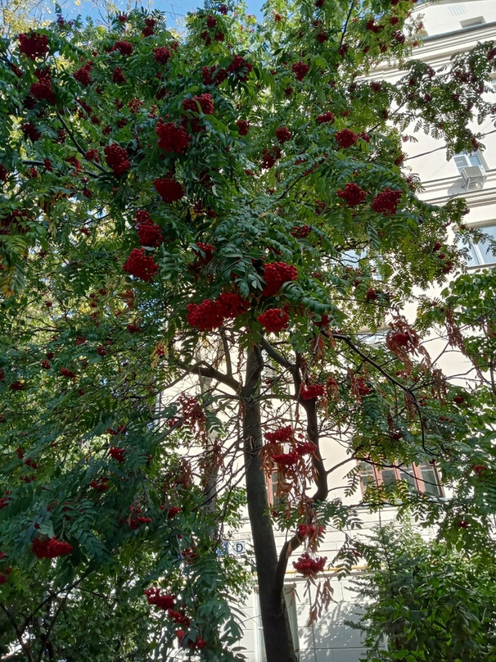 Рябина обыкновенная