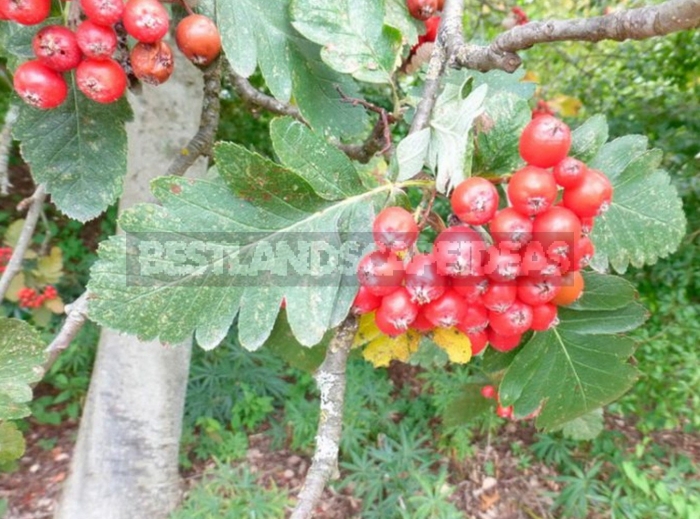 Рябина шведская падуболистная