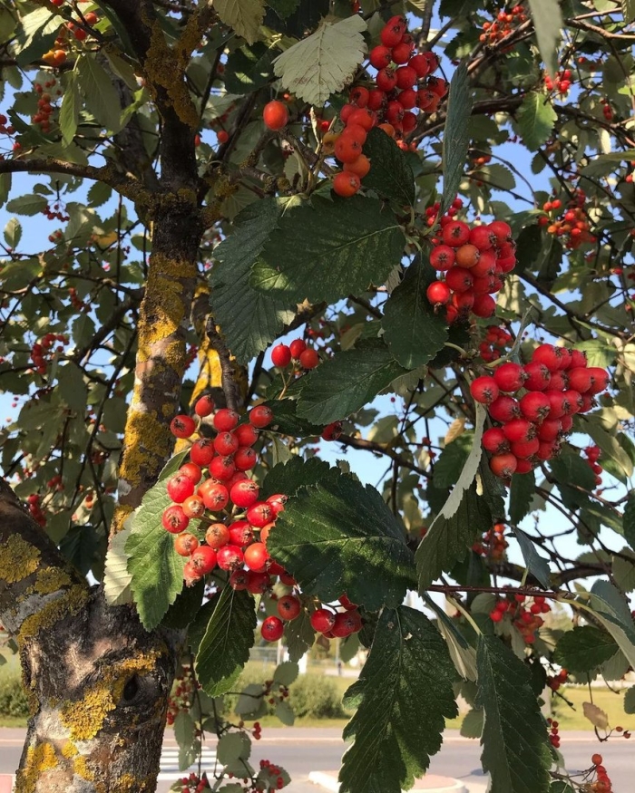 Рябина скандинавская промежуточная