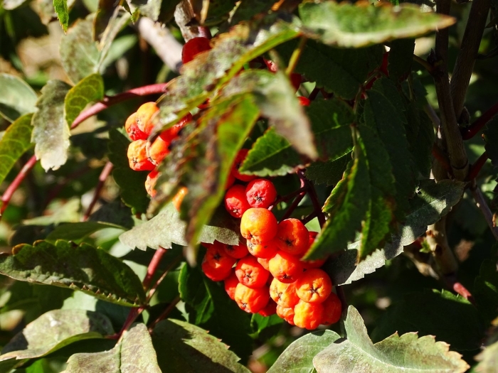 Рябина падуболистная