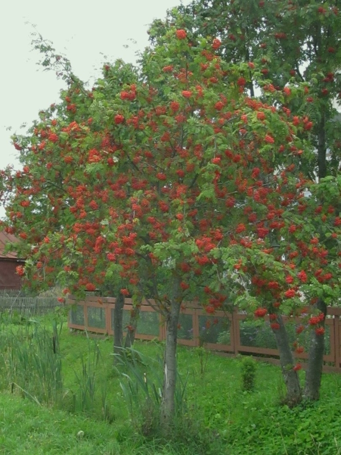 Рябина обыкновенная sorbus aucuparia