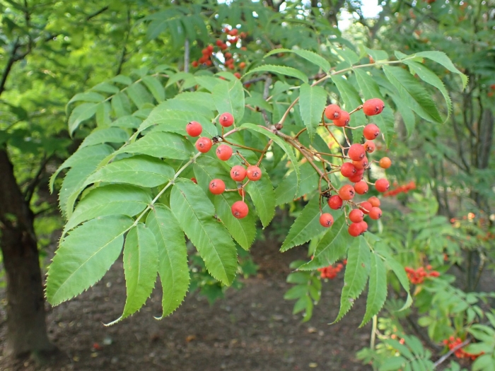 Sorbus sibirica