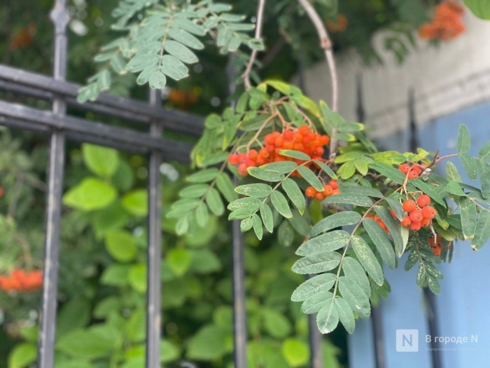 Рябина красная