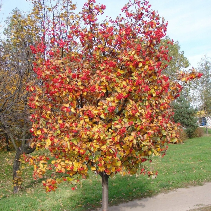 Рябина дуболистная