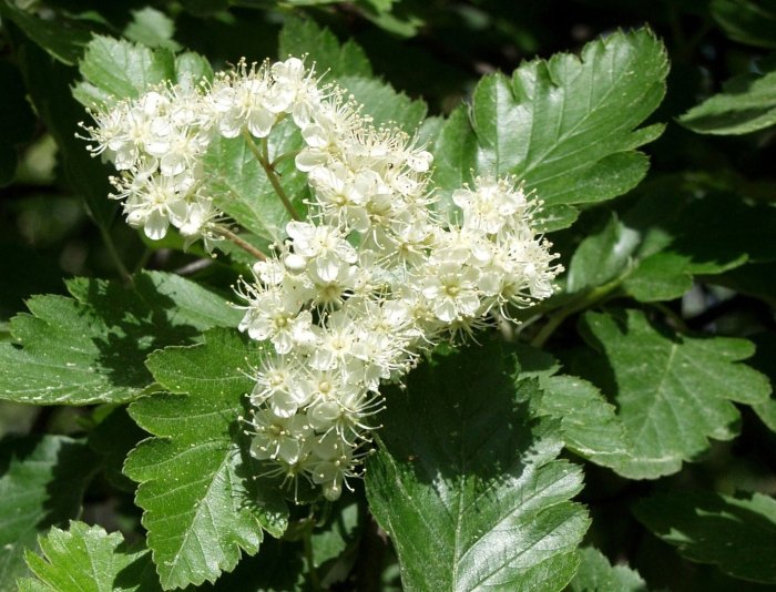 Рябина промежуточная шведская sorbus intermedia