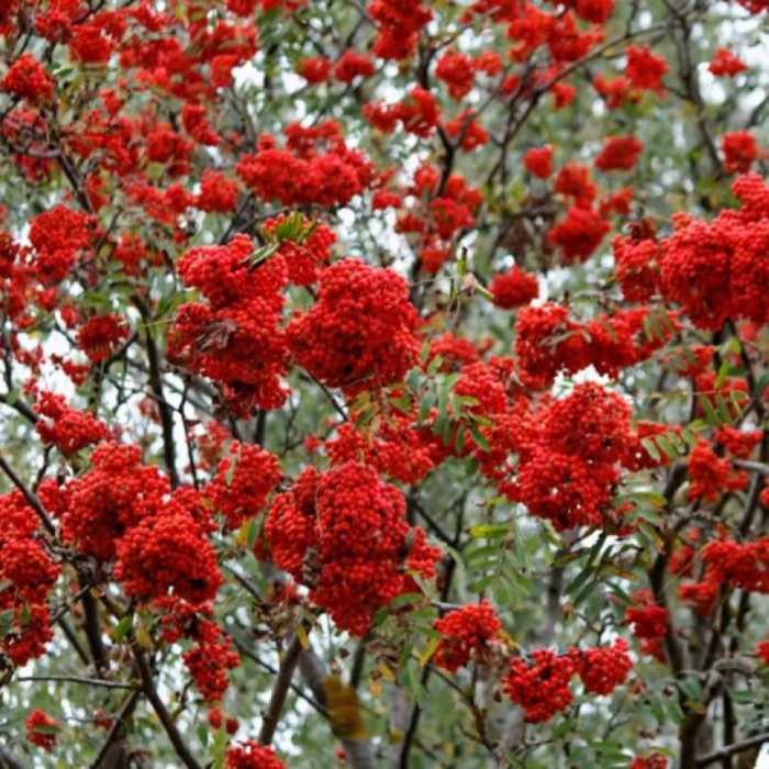 Рябина красная дерево