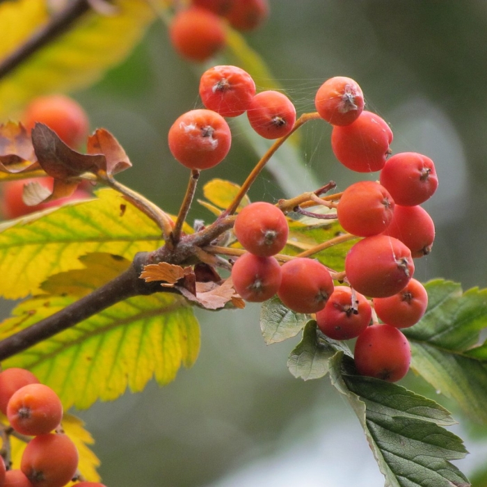 Sorbus sibirica