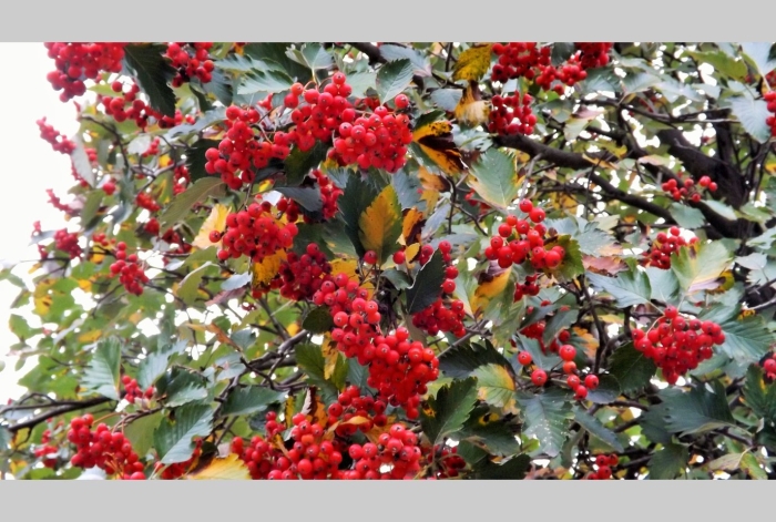 Дуболистная рябина