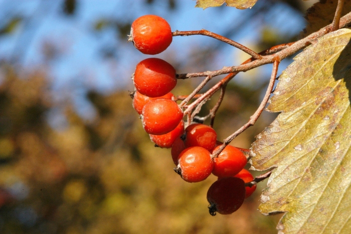 Рябина sorbus intermedia