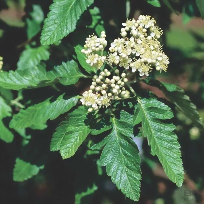 Рябина дуболистная тюрингская