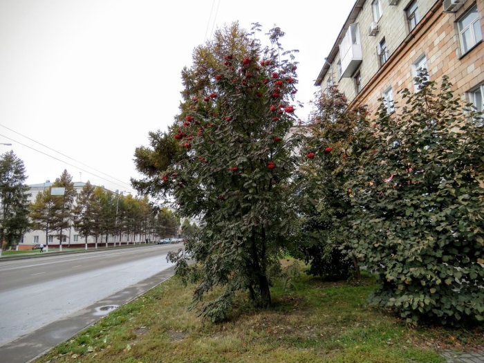 Рябина сибирская дерево